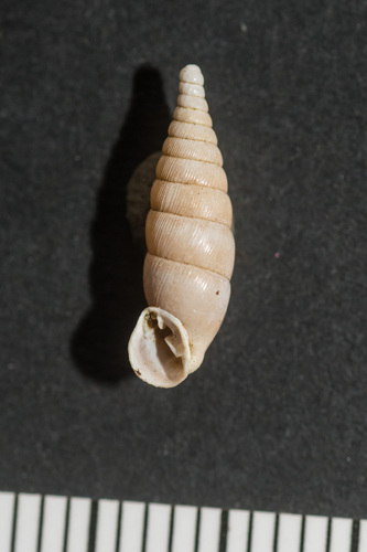 Cochlodina comensis observed 2024-11-27
