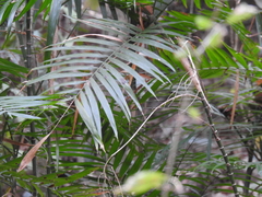 Chamaedorea pochutlensis