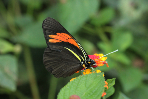 Northern Surprising-White