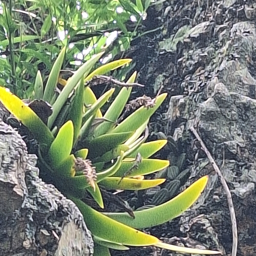 Image of Oberonia complanata by (c) Greg Tasney, some rights reserved (CC BY-SA)
