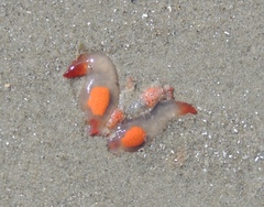 Clione limacina