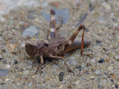 Chloealtis conspersa