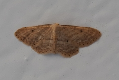 Idaea belemiata