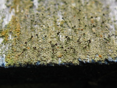 Chaenotheca ferruginea