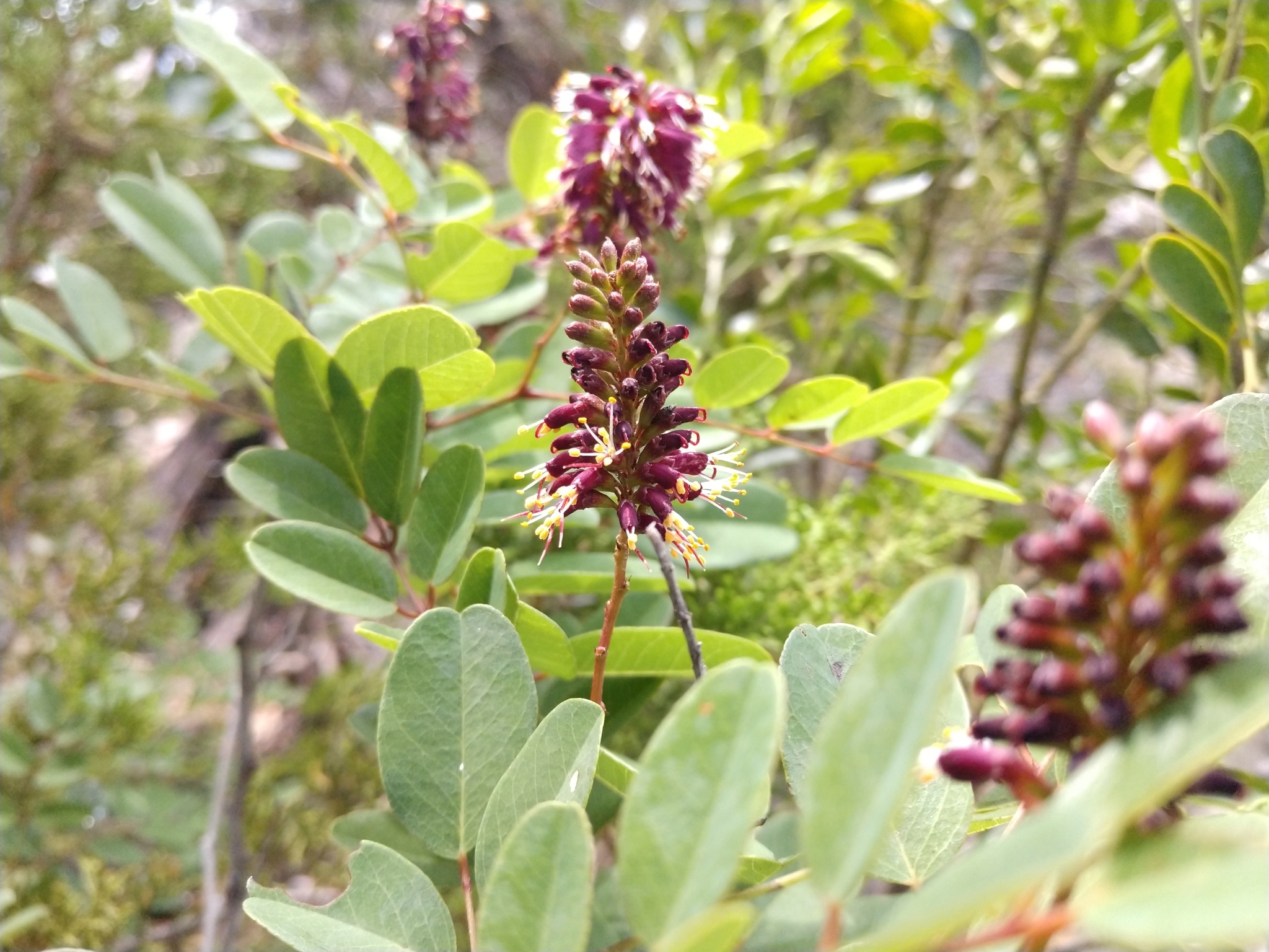 Amorpha roemeriana