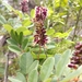 Texas Amorpha - Photo (c) Cleveland Powell, some rights reserved (CC BY), uploaded by Cleveland Powell