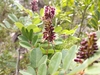 Texas Amorpha - Photo (c) Cleveland Powell, some rights reserved (CC BY), uploaded by Cleveland Powell