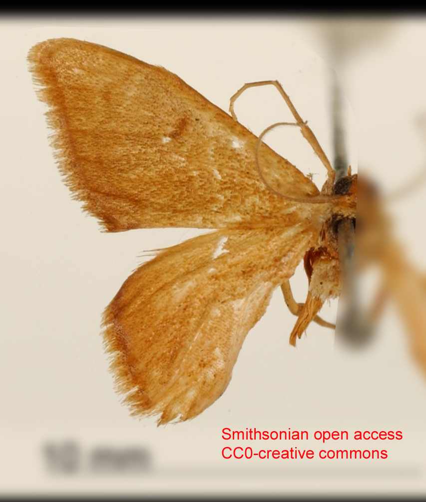Aphanophleps