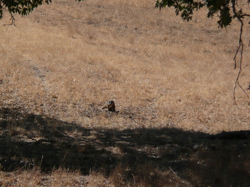 iNaturalist observation photo of American Badger
