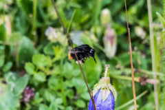 Bombus pratorum