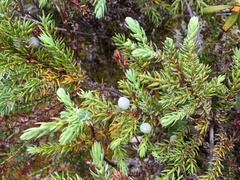 Juniperus communis charlottensis