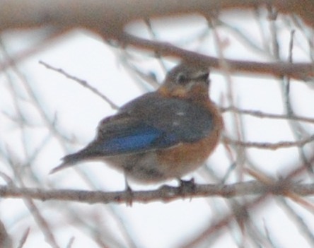 Eastern Bluebird photographed in Wyoming