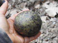 Strychnos panamensis