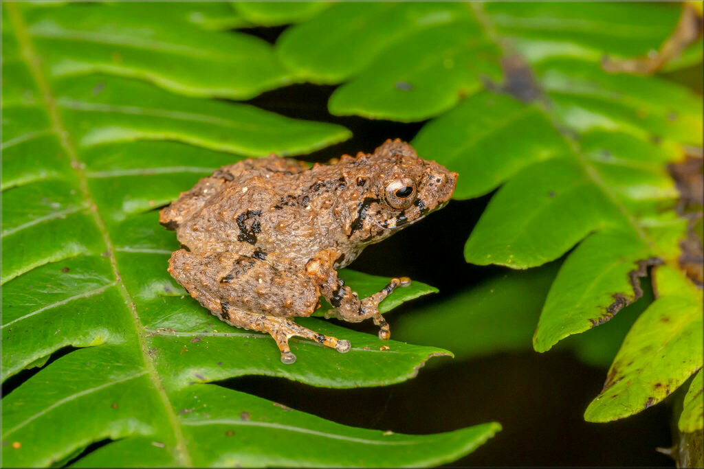 Karin Bubble-Nest Frog