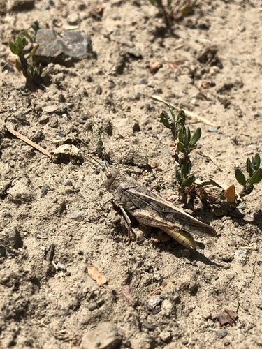 Pronotal Range Grasshopper photo 6