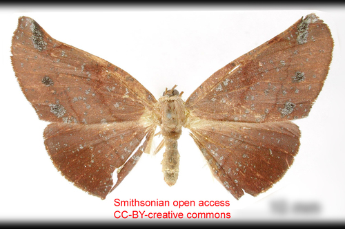 Acrotomodes amplificata