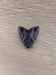 Catocala muliercula