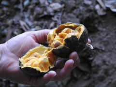 Strychnos panamensis