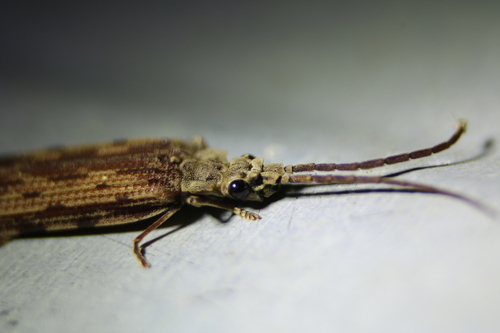 Distocupes varians