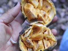 Strychnos panamensis