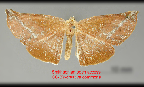 Acrotomodes hielaria