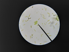 Scenedesmus