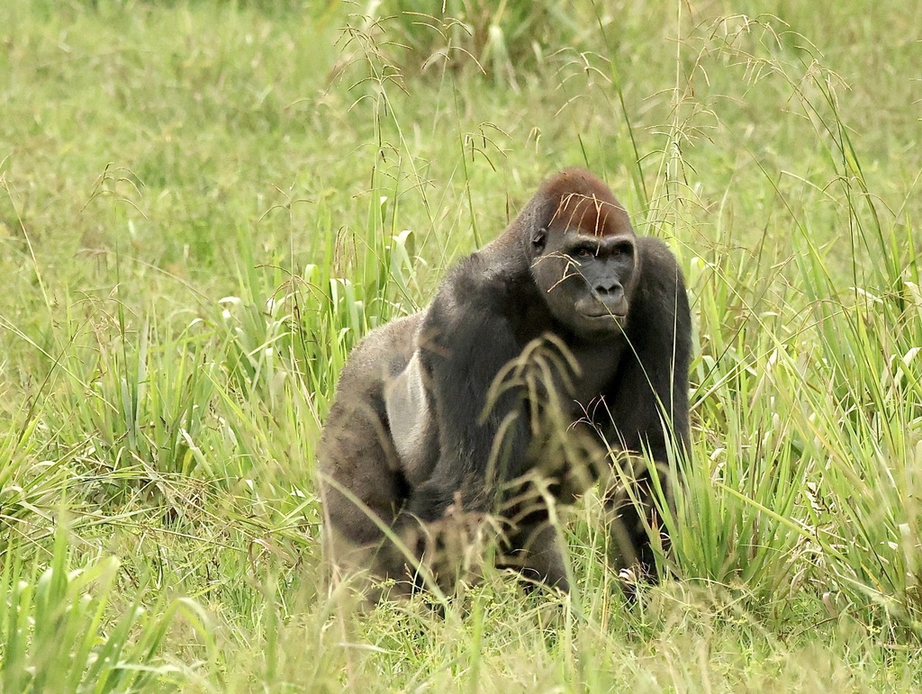 Western Lowland Gorilla in November 2024 by leonid63 · iNaturalist