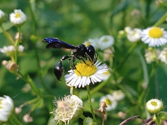 Zethus spinipes spinipes