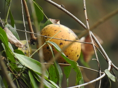 Strychnos panamensis