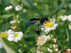 Zethus spinipes spinipes