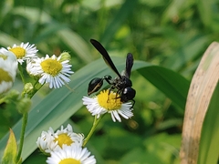 Zethus spinipes spinipes