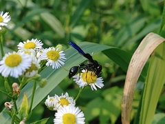 Zethus spinipes spinipes