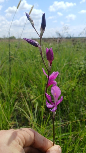 Gladiolus laxiflorus
