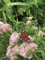 Aglais io