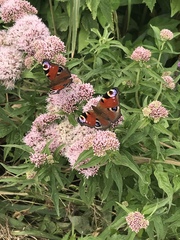 Aglais io