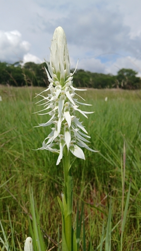 Whitebract Satyre