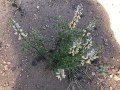Lupinus albicaulis