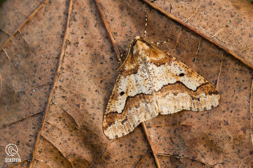 Didysis žiemsprindis nuotrauka