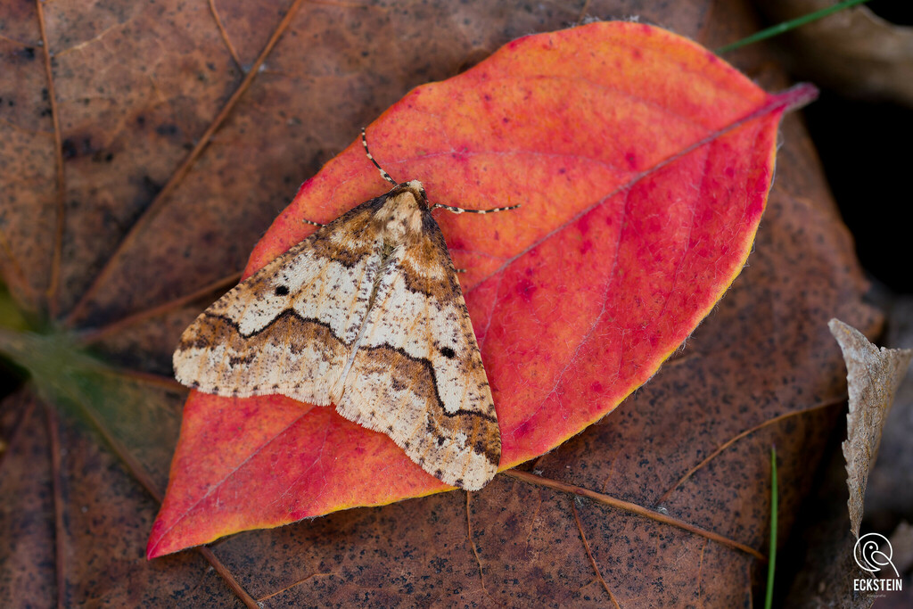 Mottled Umber