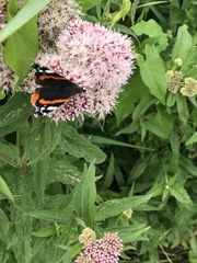 Vanessa atalanta