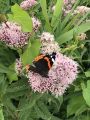 Vanessa atalanta
