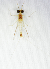 Stenacron interpunctatum