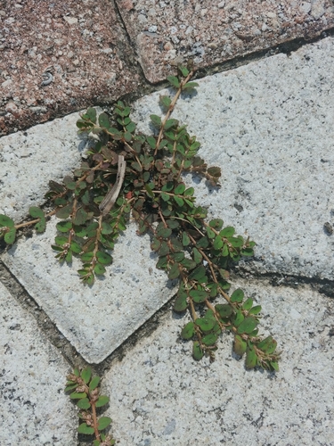 Euphorbia thymifolia