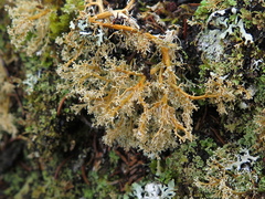 Sphaerophorus globosus