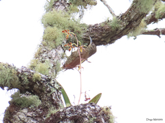 Lepidocolaptes affinis