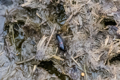 Philonthus cruentatus