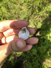 Webbhelix multilineata