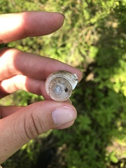 Webbhelix multilineata