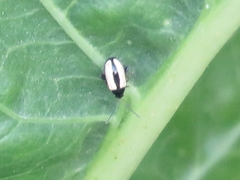 Phyllotreta armoraciae