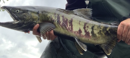 Chum Salmon